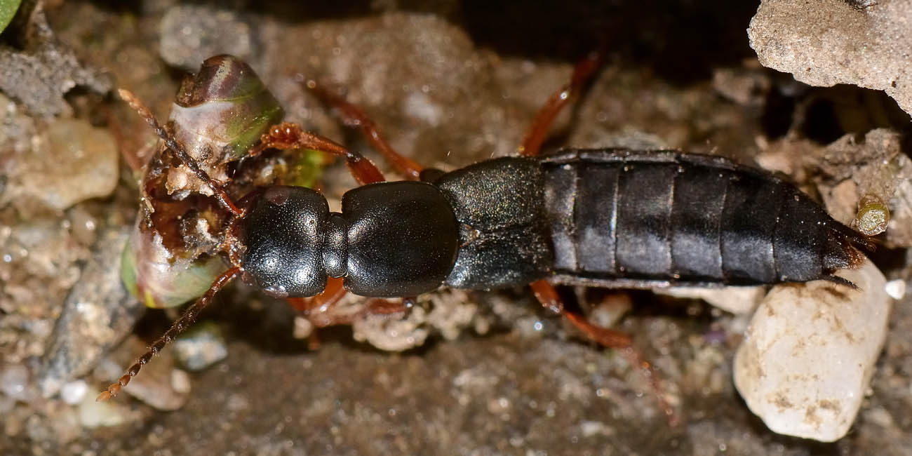 Ocypus brunnipes